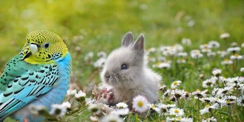 Muut kodittomat eläimet